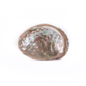 Abalone Shell Offering Bowl