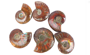 Fire Ammonite